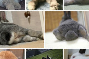 【画像】えっちなバニーちゃんの尻ｗｗｗｗｗｗｗｗｗｗｗｗｗｗｗｗｗｗｗｗ