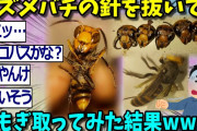 【2ch面白いスレ】なんjにサイコパス現るwwwスズメバチの針抜いて羽もぎ取ってみた結果www【ゆっくり解説 2ちゃんねる まとめ 怖いスレ 5ch 】