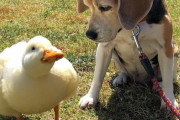 【朗報】イッヌ、アヒルと仲良しになる