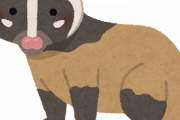 【画像】ハクビシン捕まえてみたｗｗｗｗｗｗｗｗ