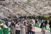【画像】上野公園に花見に来ていた娘がおっぱいでエロ可愛いと話題だ