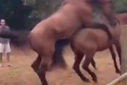 【動画?】馬さん?交尾しようとしたら飼育員にオナホをセットされる【悲報】