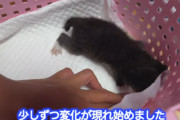 【速報】タイピー日記さん、拾った瀕死の子猫を保護し回復させる事に成功！！！！