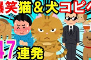 【2ch面白いスレ】爆笑！笑える猫＆犬コピペまとめ 感動ほっこりするコピペもまとめて47連発！聞き流し作業用BGM【ゆっくり解説】