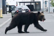 【動画】札幌のクマ、門番を撃破し自衛隊駐屯地に突入