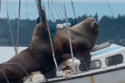 【画像】巨大なトド２頭、船を乗っ取る