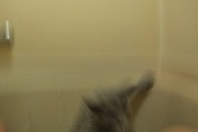 【悲報】ワイ家ネッコ、風呂に落ちる