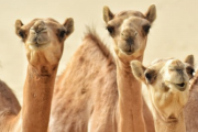 【悲報】美人ラクダ度を競う「美ラクダコンテスト」で整形手術を受けた40頭以上のラクダが失格へ