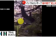【悲報】外国人インフルエンサーが『桜の木で懸垂』動画を配信　SNSで批判噴出…本人は「自分の決断を後悔」と謝罪