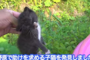 【深淵】タイピー日記さんが野原で拾った子猫、逝きそう