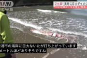 【地球終了のおしらせ】新潟の海岸に巨大イカが現わる！！！！！！