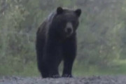 【画像】クマさん、悪者ではないことが判明してしまう