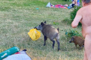 【画像】ロシア人、キャンプ中に服をイノシシに奪われ全裸で追いかけっこ
