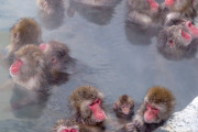 真冬に野生の猿が温泉入ってる映像ってたまに見るやん？