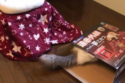 【画像】ネッコさん、専用のコタツを買ってもらいご満悦