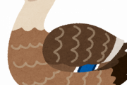 【癒し画像】カモがいたんだがｗｗｗ