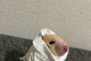 【画像あり】ハムスターをティッシュでぐるぐる巻きにしたらぐうかわｗｗｗｗｗ