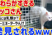 【2ch動物スレ】「猫は液体やぞ」「ニュルニュル」→ネッコの骨格やわらかすぎｗｗｗｗ
