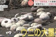ウニ“8割死滅”で大規模調査　食卓にも影響(2021年10月7日)
