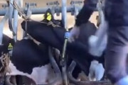 「乳牛を殴る動画」が拡散、動物虐待の疑いで捜査 島根　※動画あり