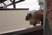 【動画】ネコちゃん、火災のビルから決死のダイブをしてしまう