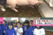 【画像】小学生が「150日間」豚を育て上げた結果がこちらｗｗｗｗｗｗｗｗｗｗ