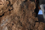 超巨大亀の化石を発掘　まるでクッパだと話題に