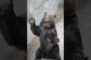 【朗報】日本最強の動物ヒグマさん、実はお茶目で可愛かったwww