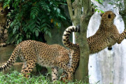 【悲報】チーター、木に挟まって抜けなくなって死亡