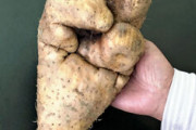 【速報】"とんでもない"山芋が収穫されてしまう