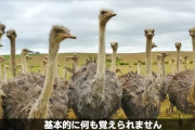 【画像】 ダチョウさん、バチクソにアホだったｗｗｗｗｗｗｗ