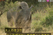 【動画】サイの皮膚、ヤバ過ぎるｗｗｗｗｗｗｗｗｗｗｗｗｗｗｗｗｗｗｗｗｗｗ