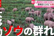 一体どこから？ 中国で“ゾウの群れ”街に現れる…被害も（2021年5月31日放送「news every.」より）