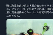 【朗報】ウニ、キャベツをムシャムシャ食べる?