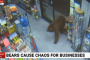 【動画あり】アメリカ人「ホームパーティにクマが参加してきたぜHAHAHA」