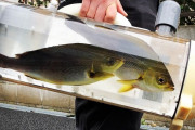 【画像】魚を散歩させる器具、開発される
