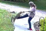 【動画】狂犬病になったキツネがおばさんにバトルを仕掛ける動画、ガチで怖すぎる…