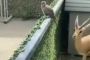 【動画】ヤッギ「鳩おるやんけ・・・食ったろ！」