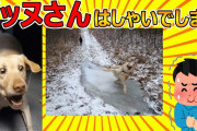 【2ch動物スレ】イッヌさん、はしゃいでしまう