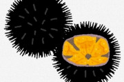 【高級】高いウニと安いウニの『違い』が衝撃すぎるｗｗｗｗｗｗｗｗｗ