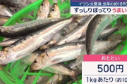 【朗報】サンマ大漁ｗお前らの想像以上に大漁ｗｗｗｗｗｗｗ