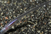【画像】ナマコのケツの穴に寄生する魚、「カクレウオ」がヤバすぎるｗｗｗｗｗｗｗｗｗｗｗｗｗｗｗｗｗｗｗｗｗｗｗｗｗｗｗｗ
