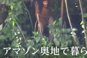 【衝撃】NHK、ジャングルに住む未開人の撮影に成功