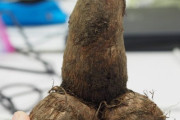 【画像】とんでもなくエッチな里芋が掘れてしまうwtwtwtwtwtwtwtwtwtwtwtwtwtwtwtwtwtwt