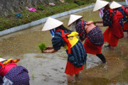 【画像】農業に就職したZ世代さん、えちえち水着で田植えをしてしまうｗｗｗｗｗ