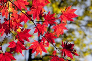 【画像】京都の紅葉、いくらなんでも美しすぎるｗｗｗｗ