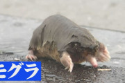 【画像】豪雨で地中のモグラさん水死