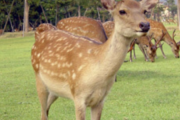 【画像】野生の鹿にエサを与えてはいけない理由がこれwwwwwwwwwww