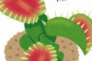 【意外】コバエ対策に食虫植物を買ってみた結果こうなったｗｗｗｗ