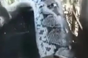 【動画あり】家畜を襲うヘビ、デカすぎｗｗｗｗｗｗ